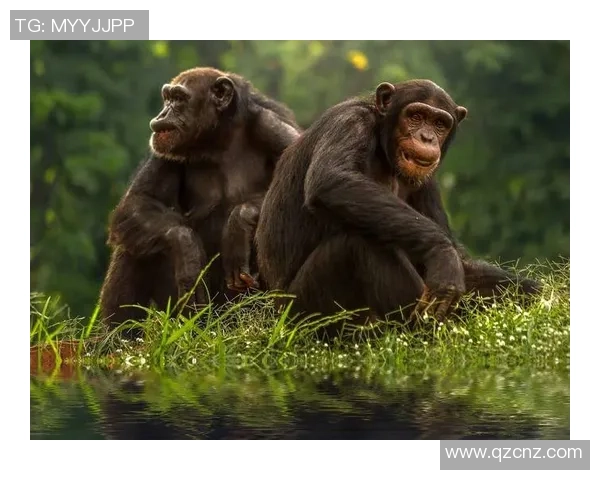 足球明星与猩猩的相似之处揭示了人类与动物的奇妙联系与幽默一面